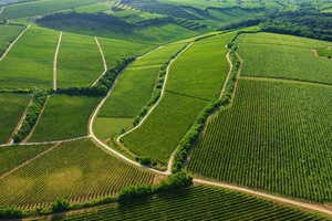 Villány Wine Tasting